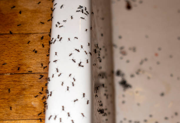 Best Mosquito Control Services  in Ritzville, WA