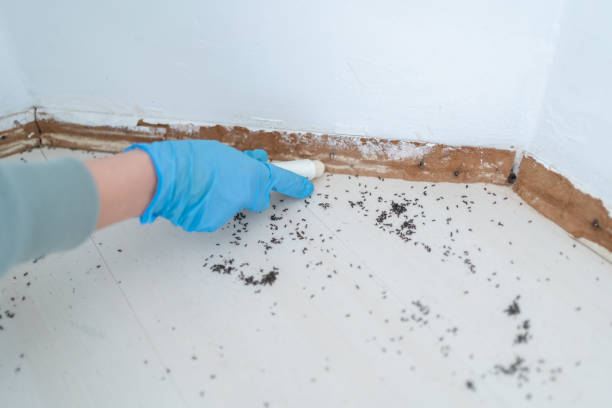 Best Bed Bug Extermination  in Ritzville, WA